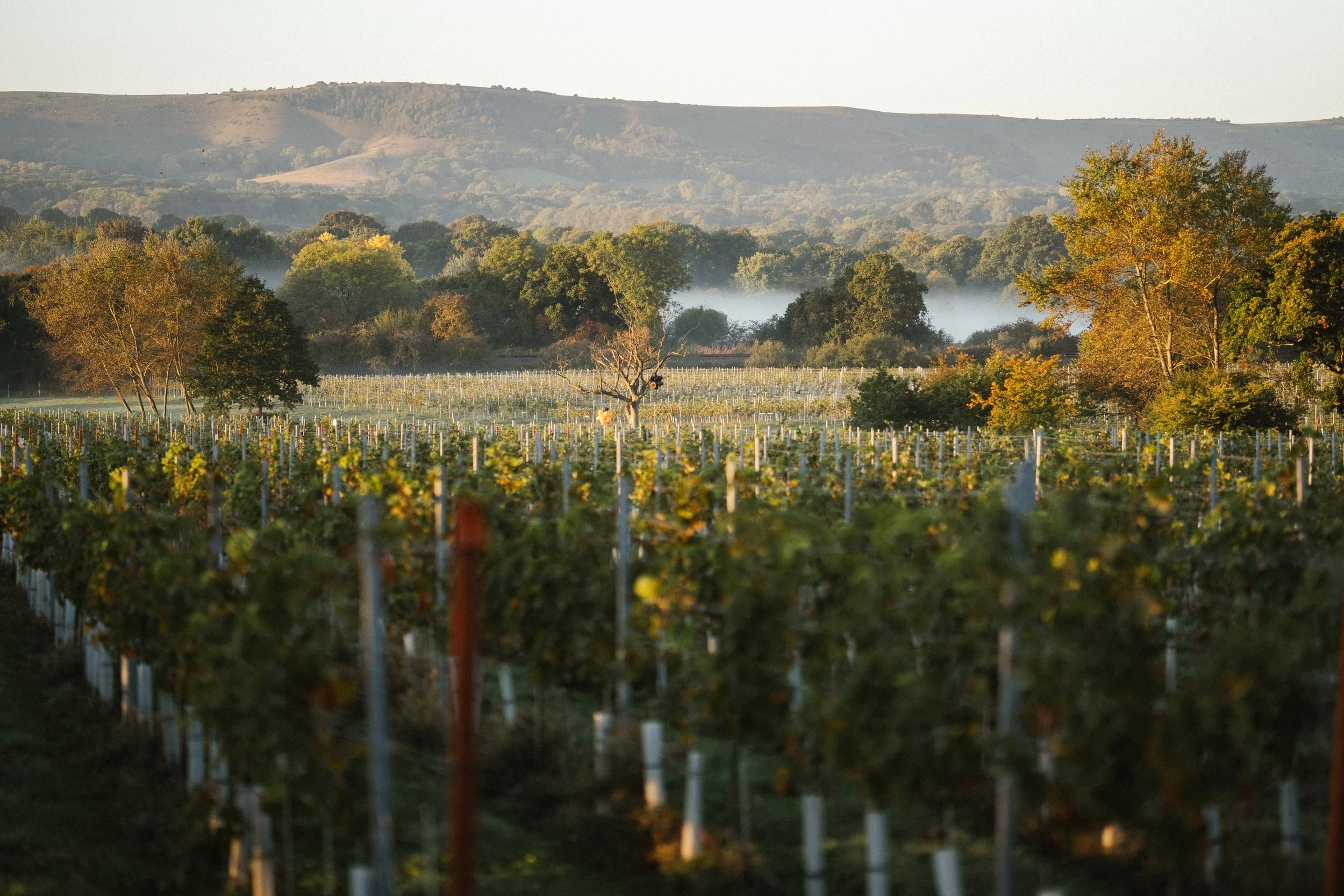Artelium misty autumn vineyard - photo by Will Hearle 