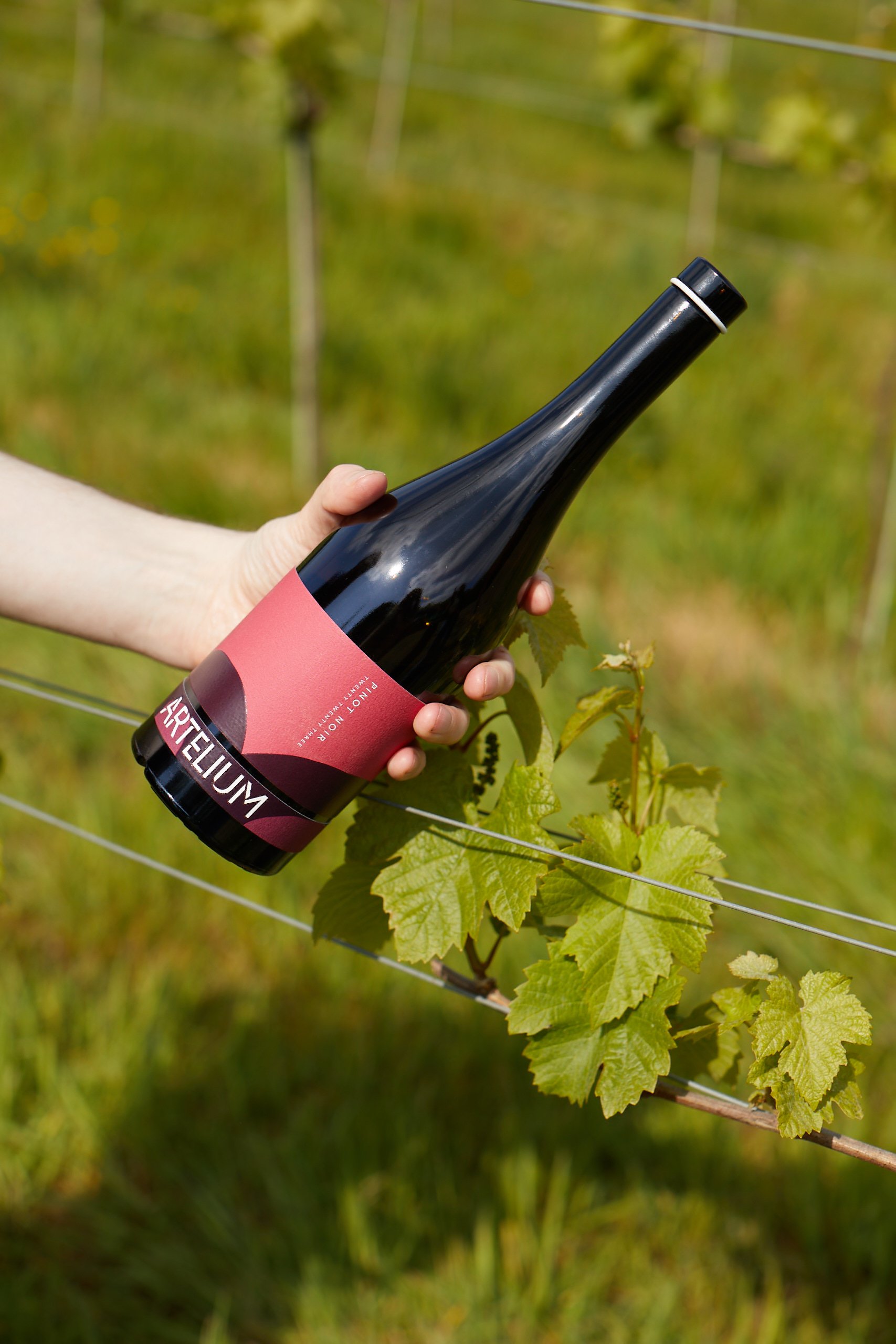Artelium English Pinot Noir next to sunlit vines