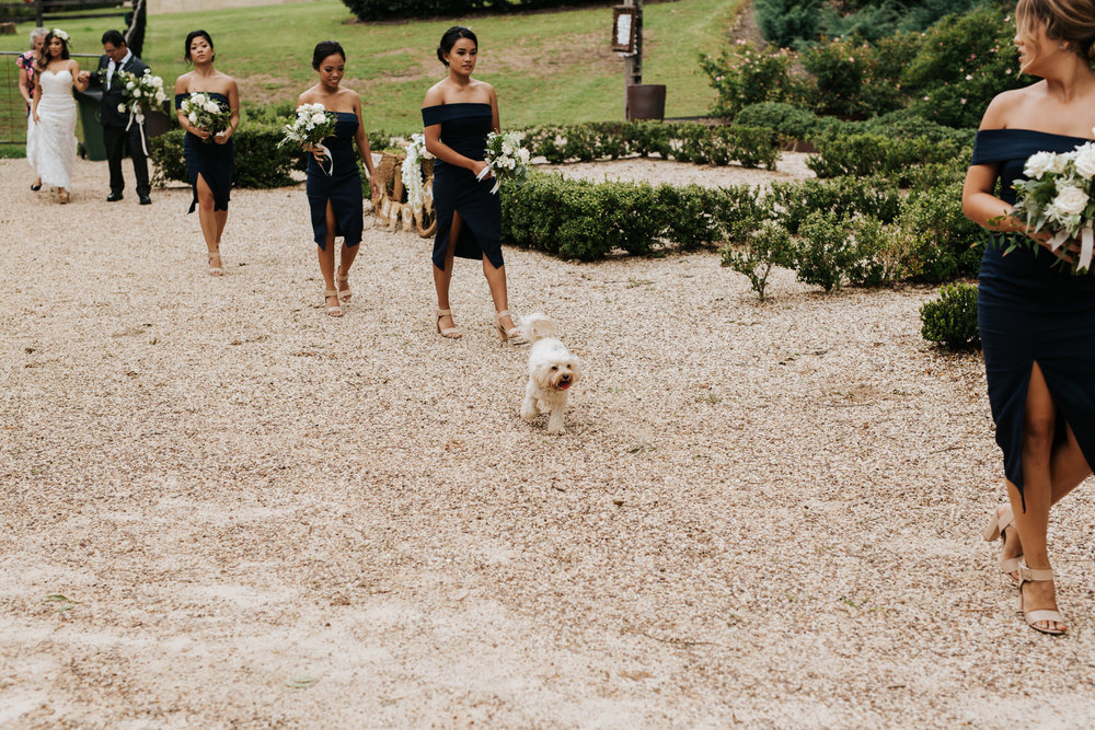 bridesmaids walking down aisle with dog at fernbank farm