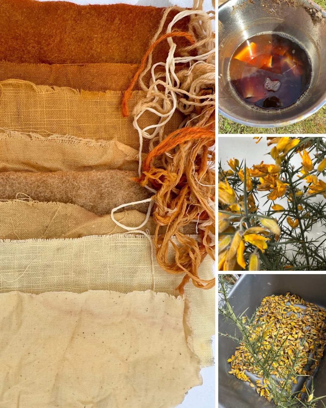 When the sun is out there is no need for a lot of heat, the recent temperatures warm the steel pot plenty. I picked some common Gorse Bush (Ulex europaeus) in late April and after the horrendous effort to take the flowers from the thorny stems I left
