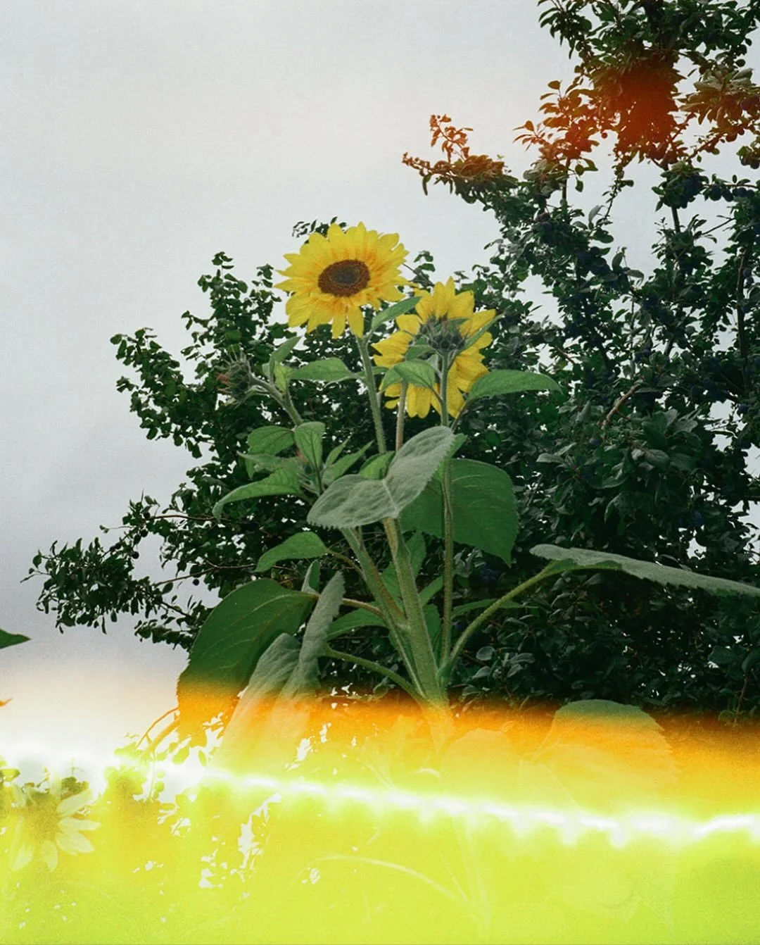 Memories from Katherine &amp; Mike&rsquo;s wedding at their stunning family home surrounded by one of the most beautiful gardens I&rsquo;ve ever seen 🌿 Captured on a mix of 35mm film and digital. Can you tell which is which? 🎞️💻

Suppliers: 
Weddi