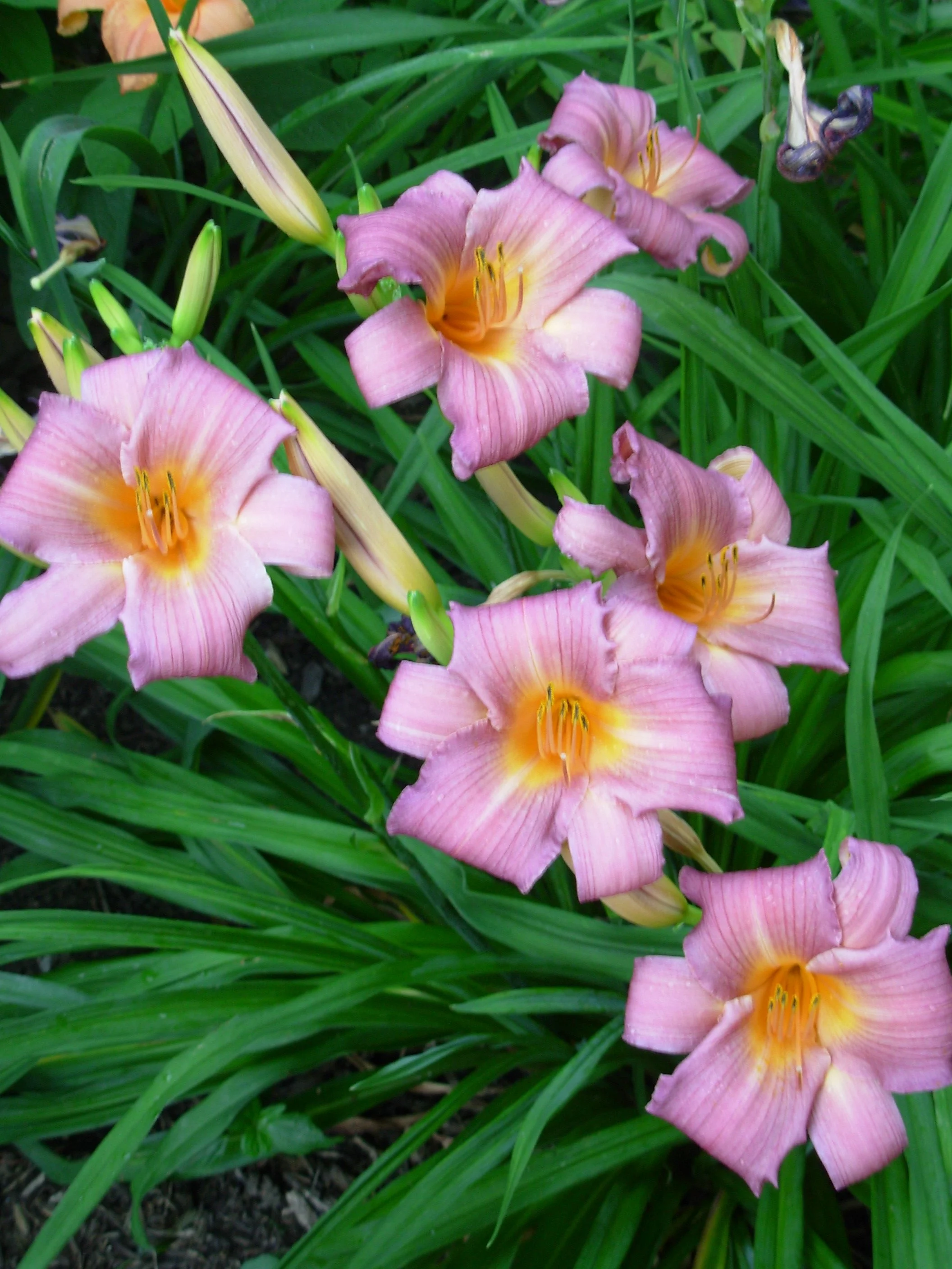 On the care of Lilies 