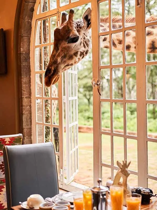 Giraffe-Activities-Giraffe-Manor-through-the-window.jpg