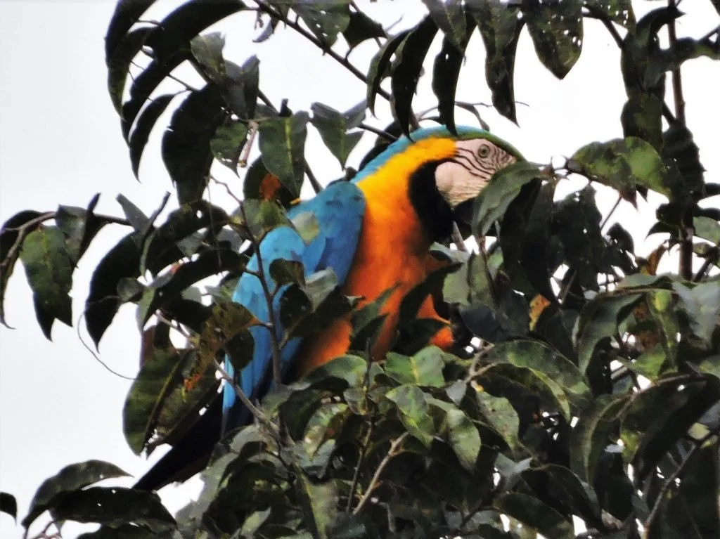 Paraba-Azul-Amarilla-min-1024x767.jpg