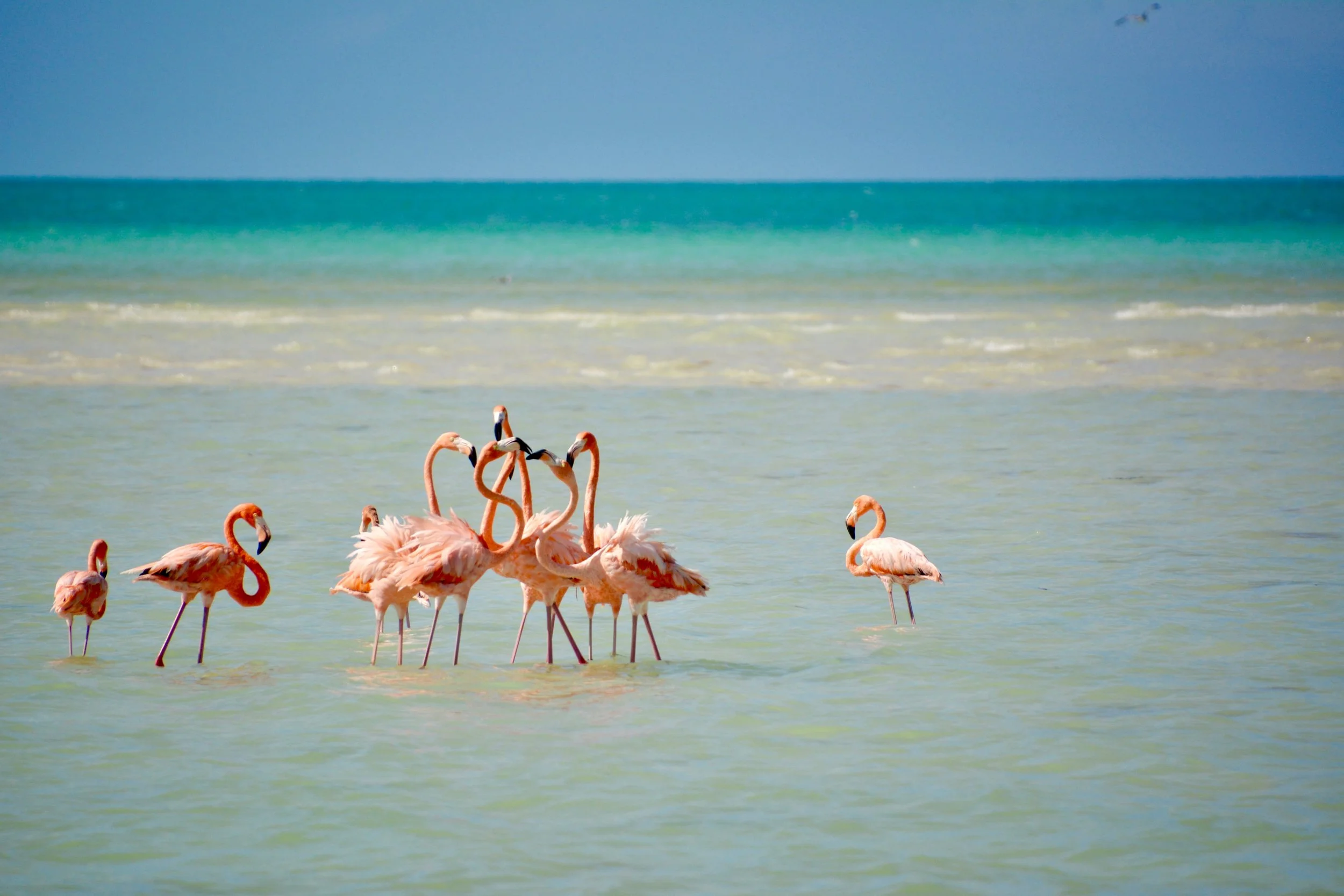 Holboxshutterstock_1194114649-min.jpg