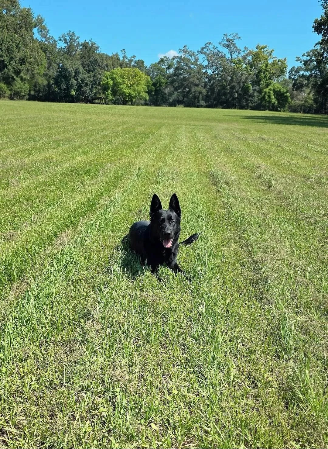 enhanced_dog_focus(1) (1).jpg