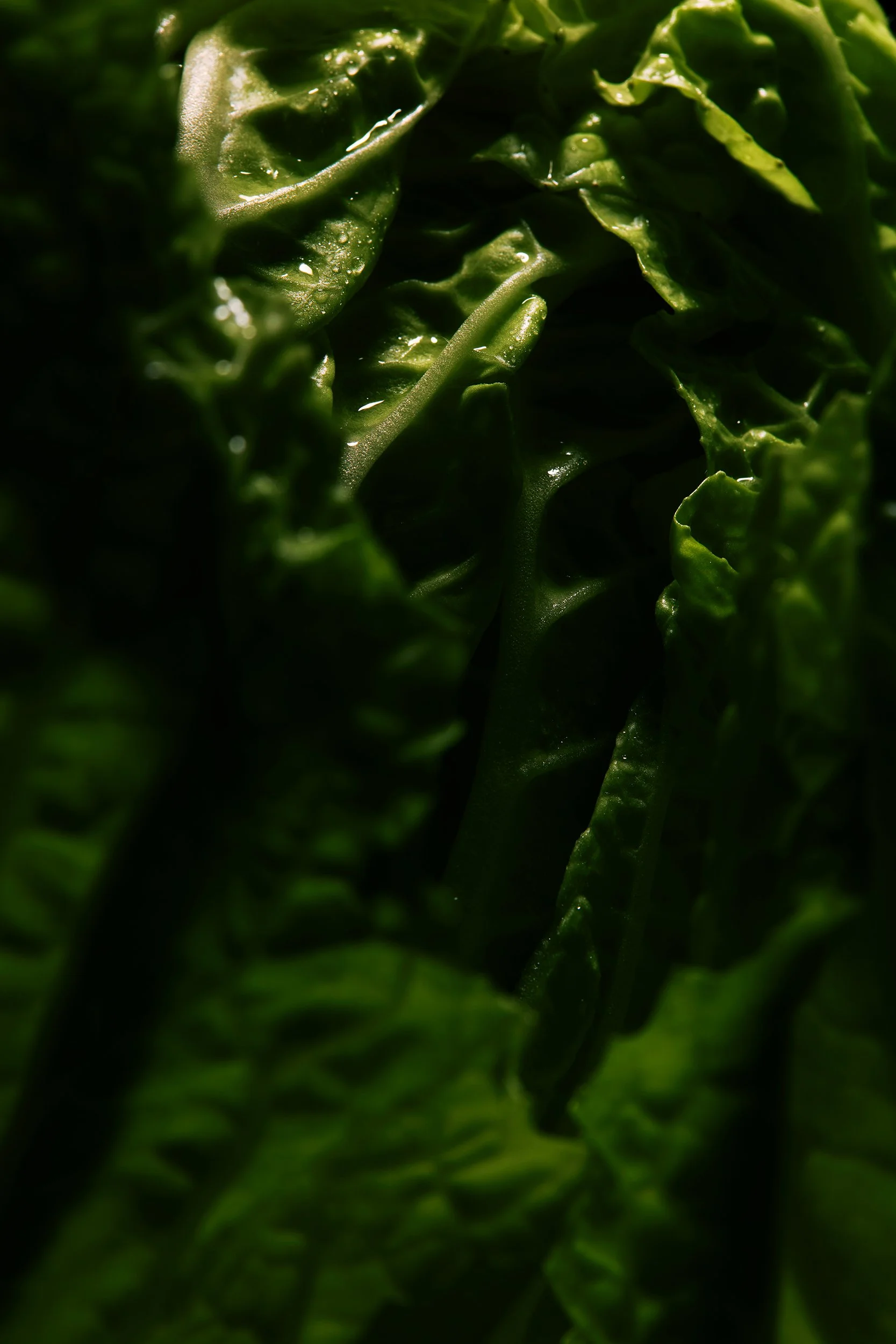 Kasvikset_21032230971 copy.jpg