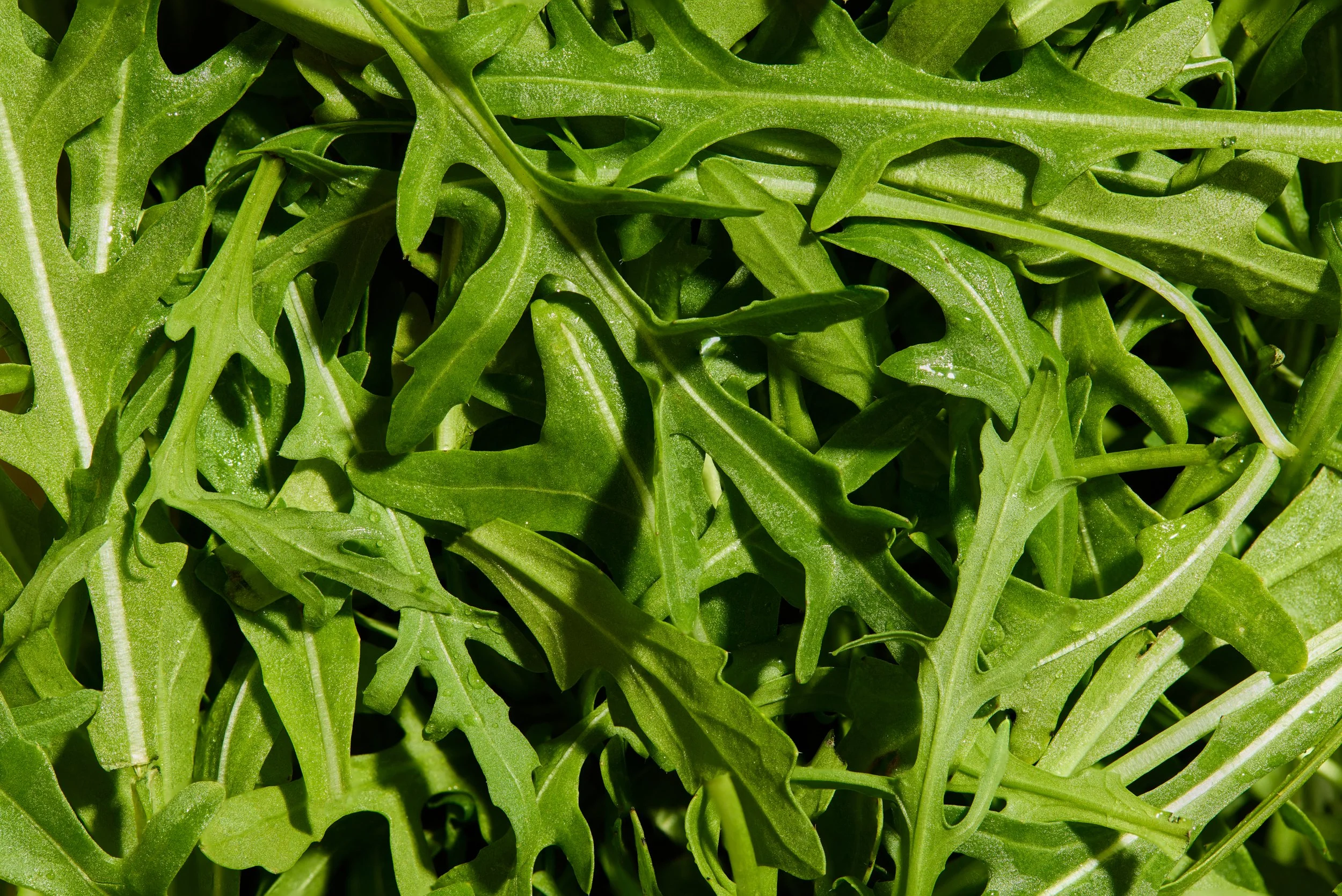 Rucola_stack_.jpg