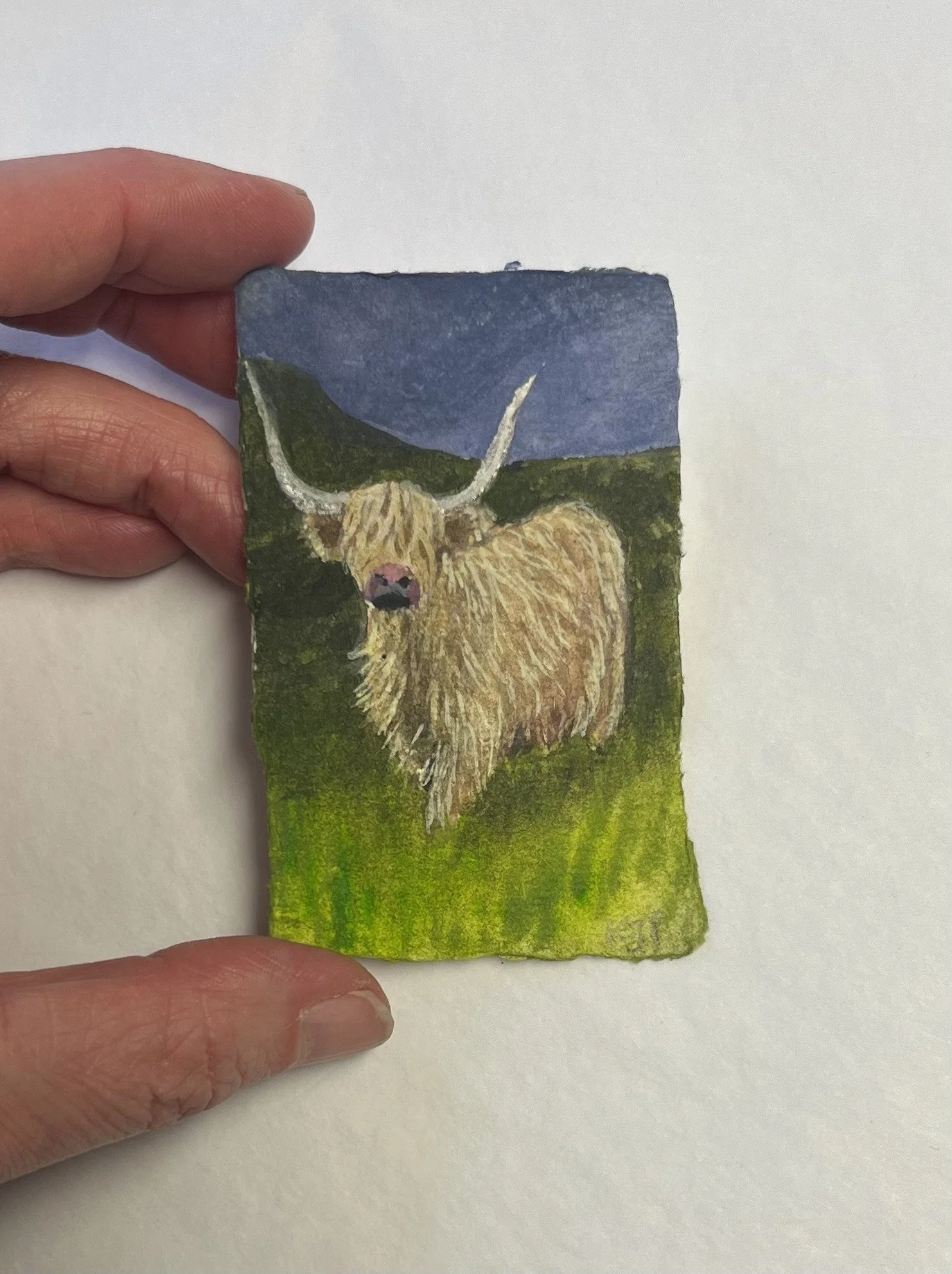 Sold Highland cow, Tiree.jpg