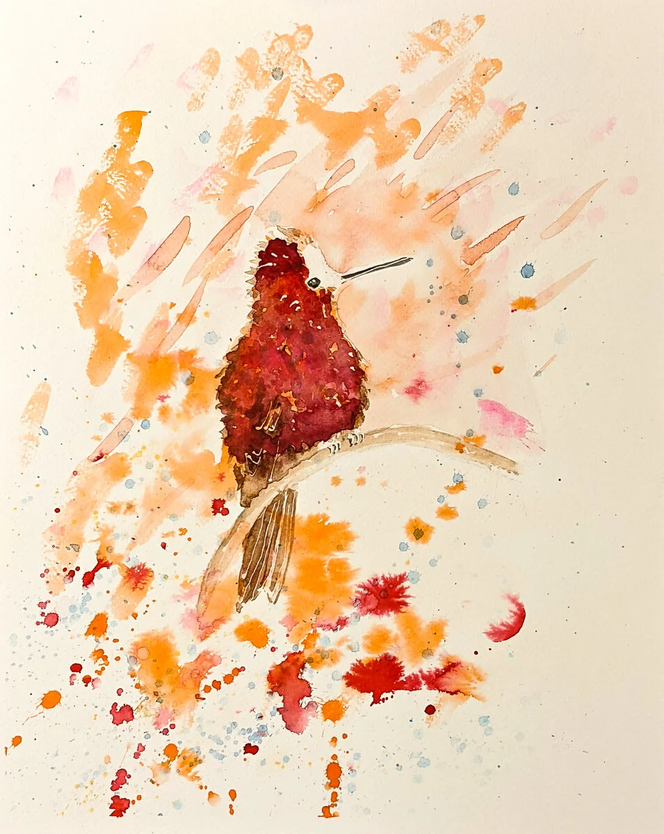 Scruffy Hummingbird