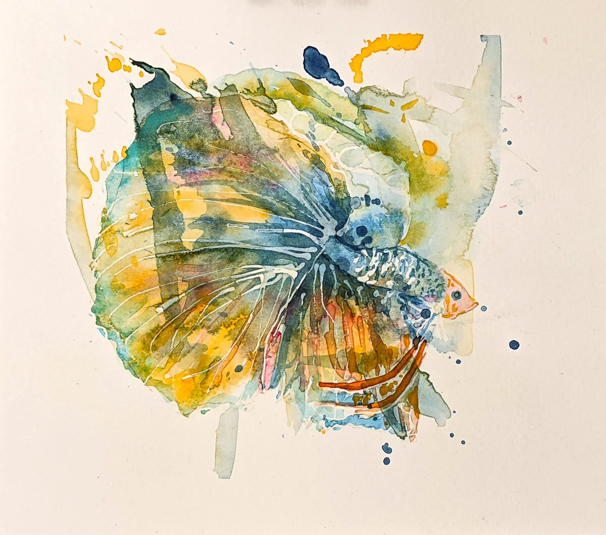 Blue and Yellow Betta, Miniature