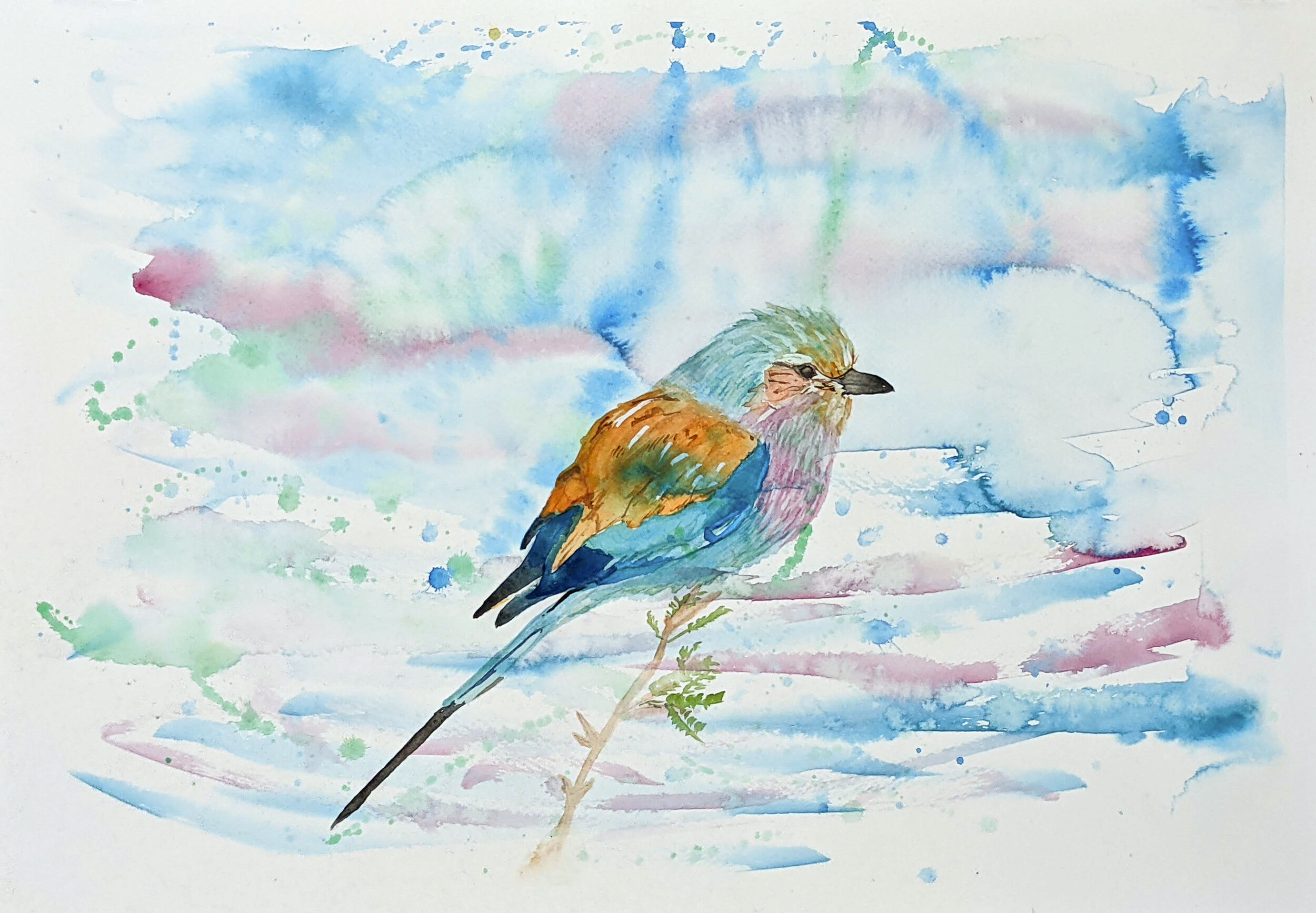 Rainbow Bird