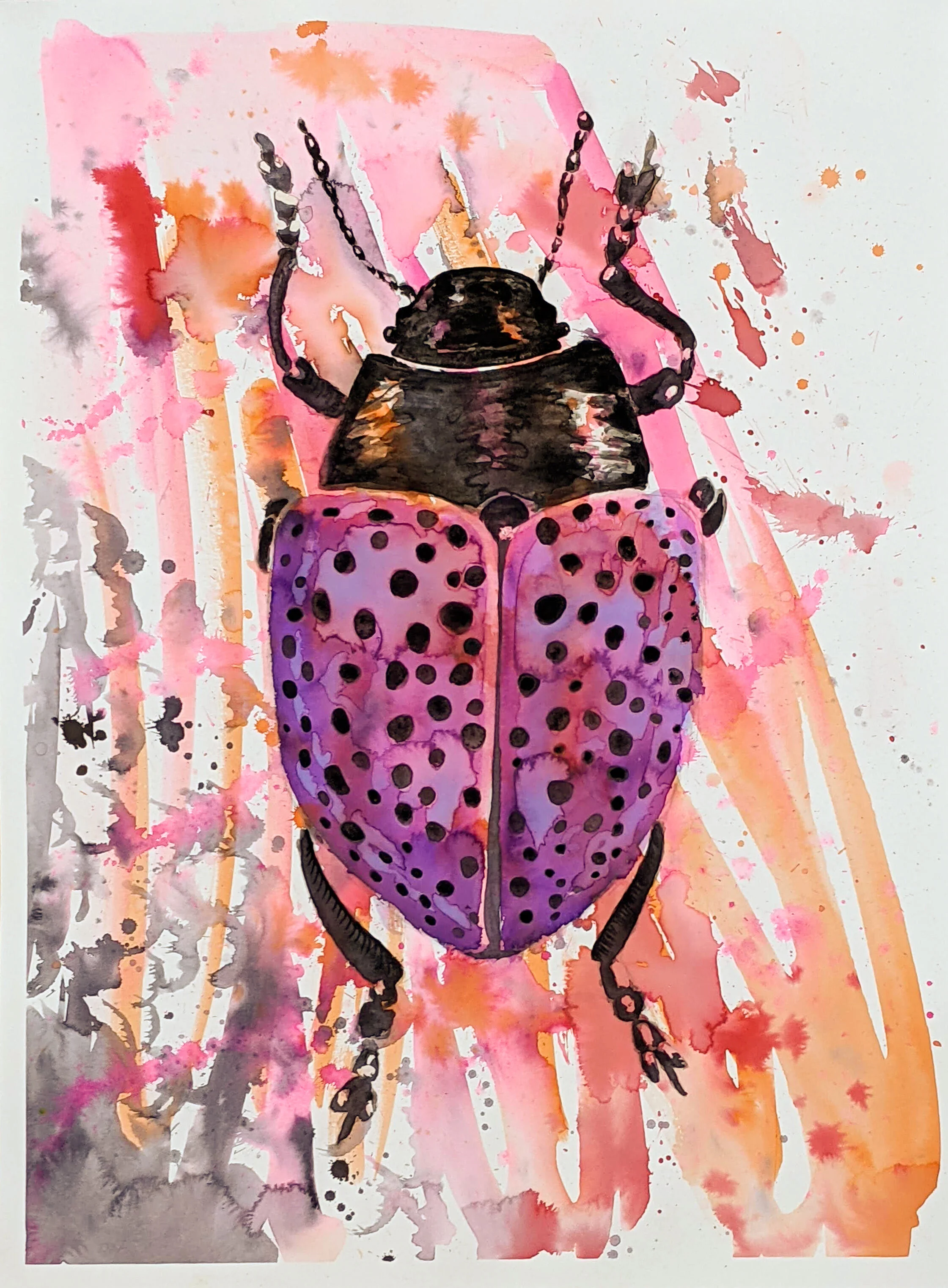 Purple Spotted Beetle
