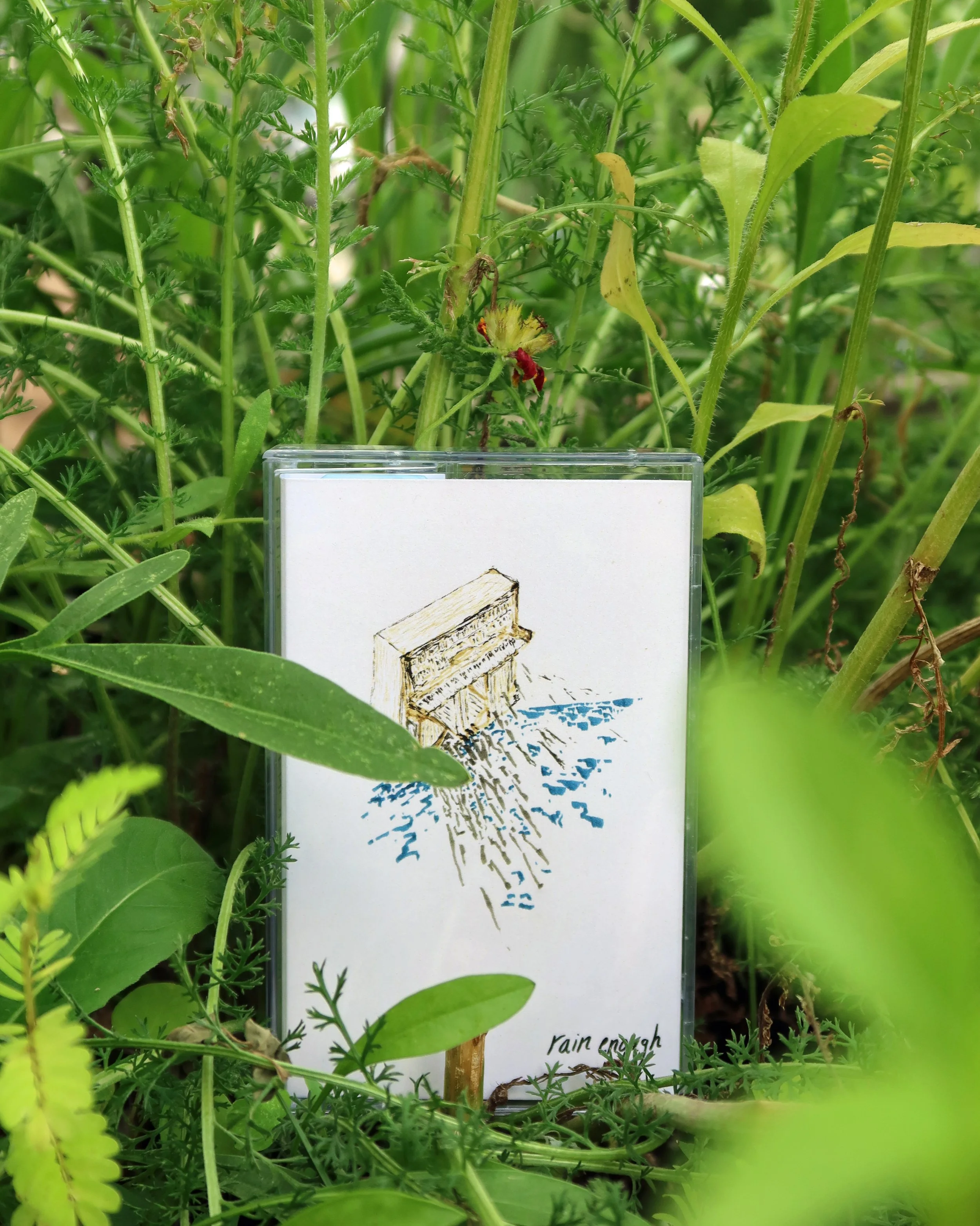 cassette plants 4.jpg