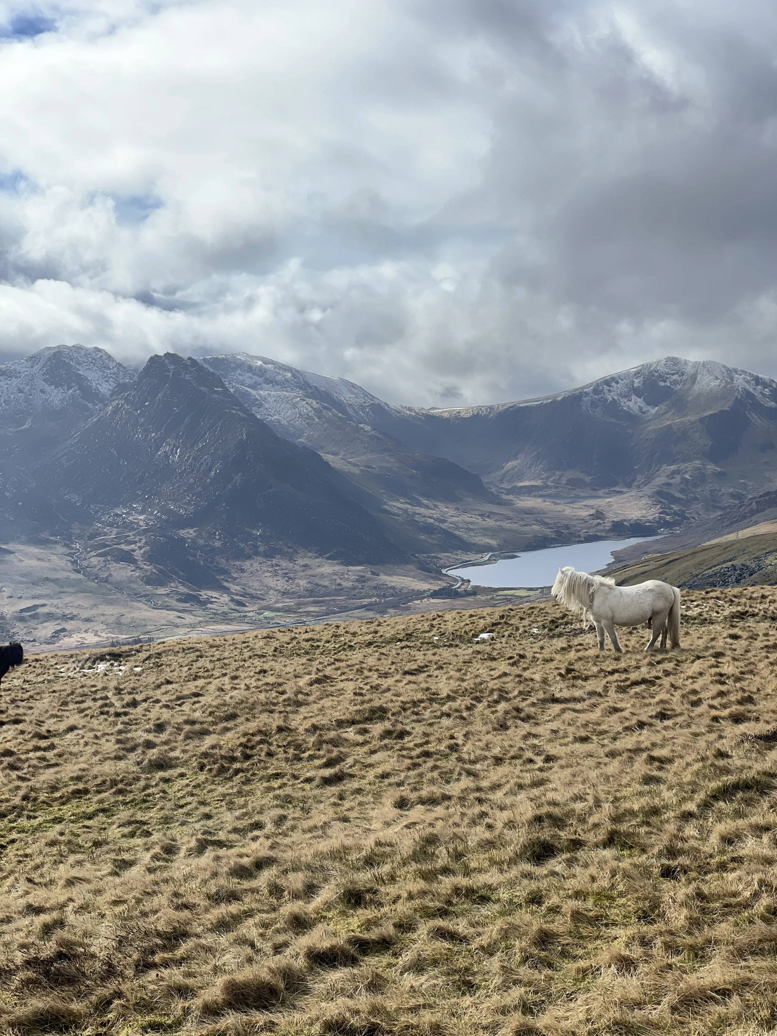 Wild ponies grazing on the Carneddau mountains during a guided walk