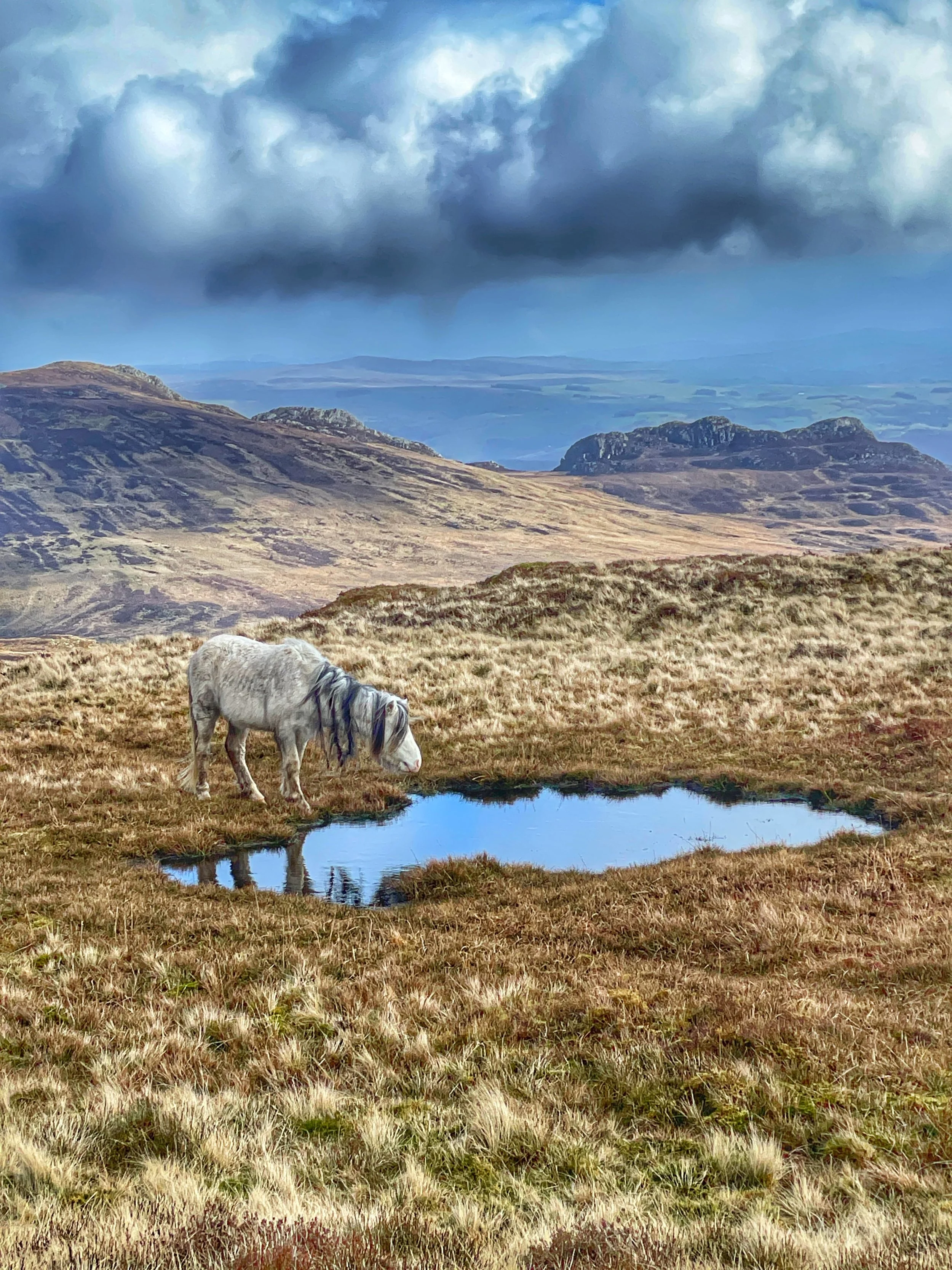Wild ponies grazing on the Carneddau mountains during a guided walk