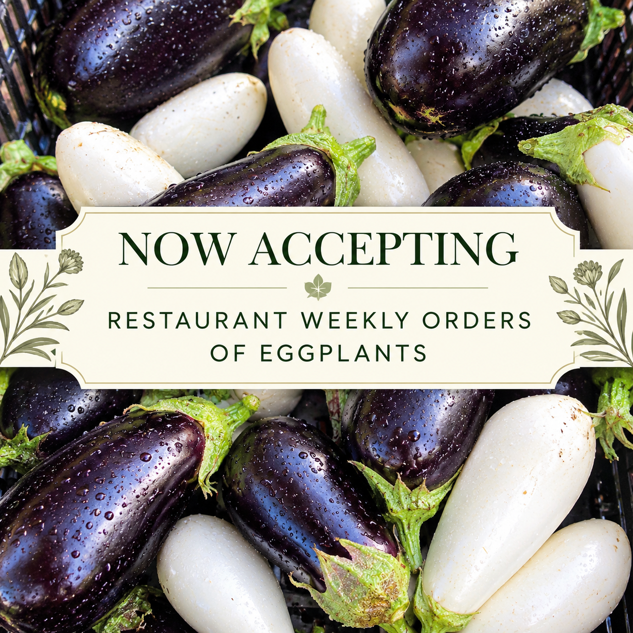 Fresh Eggplant Harvest Orders.png