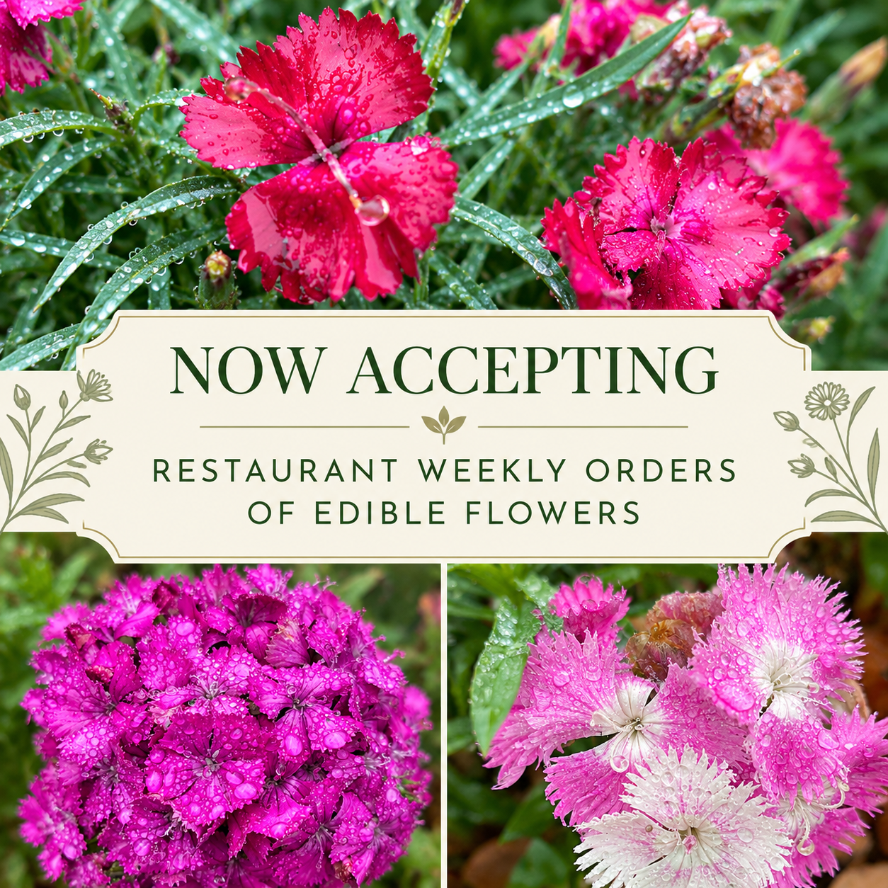 Culinary Edible Flowers | A Fresh Splash of Color for Every Pour