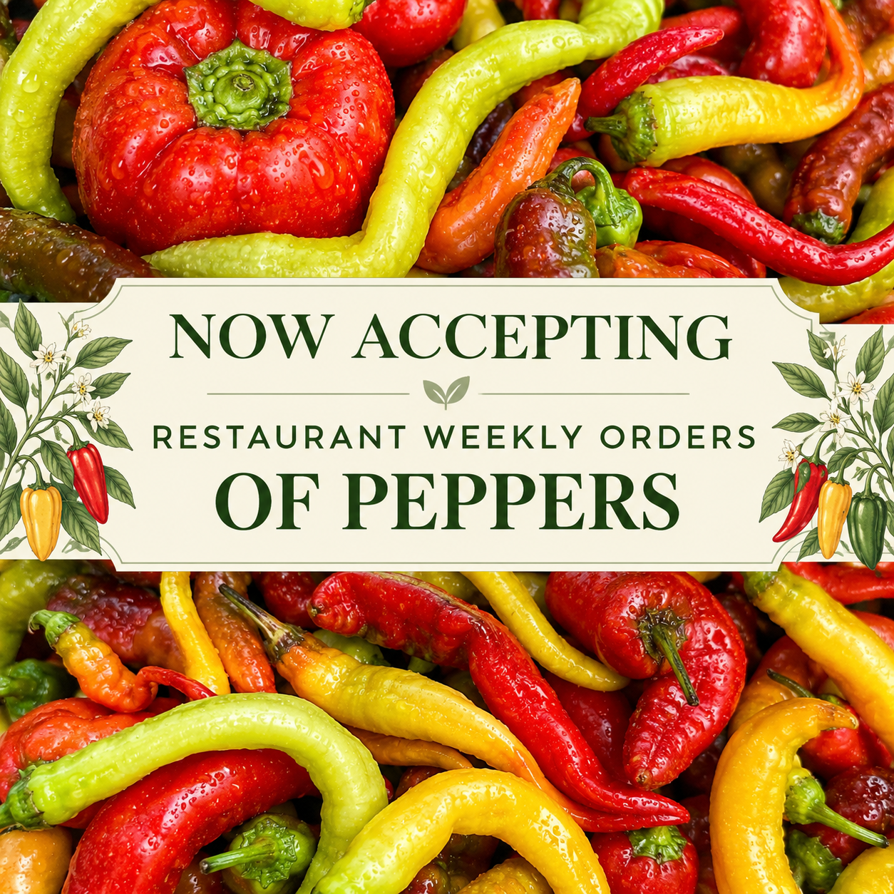 Fresh Pepper Market Orders.png