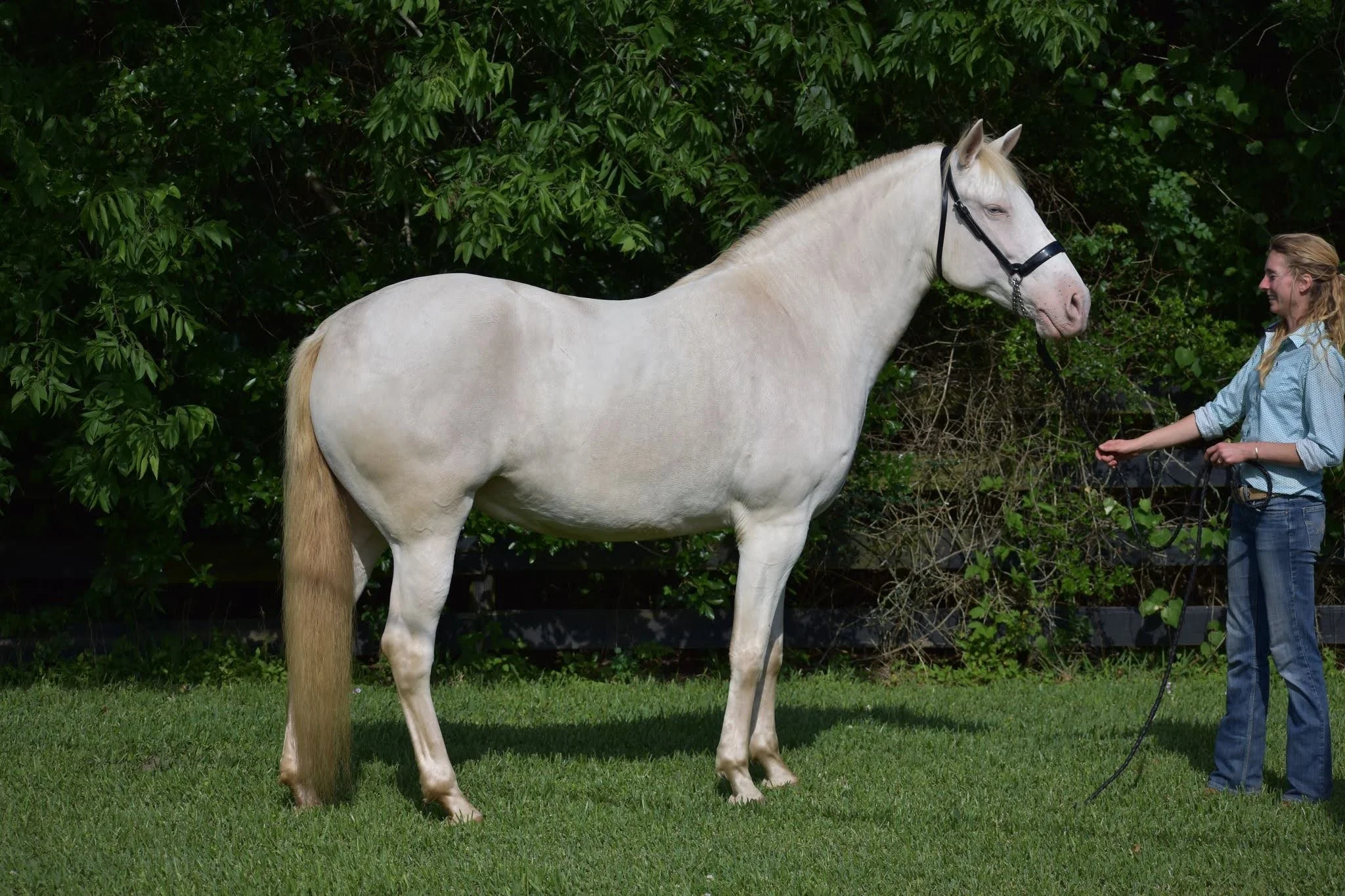 Classic Ivory Champagne Horse classic-ivory-champagne-horse