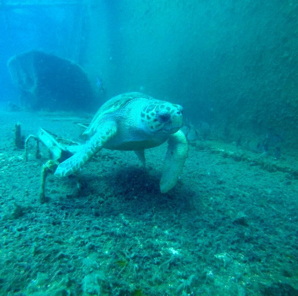 Baby turtle on Zenobia wreck #turtles #turtlelove #shipwrecks #zenobia