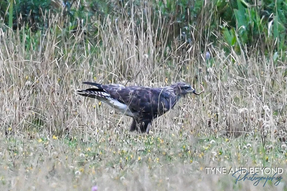 Common Buzzard wandering about eating worms, they always look so comical on the ground, I think it is the furry looking legs!