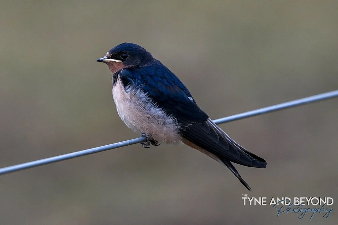 fat and fluffy and ready for the long journey to Africa, see you next Spring Barn Swallows!