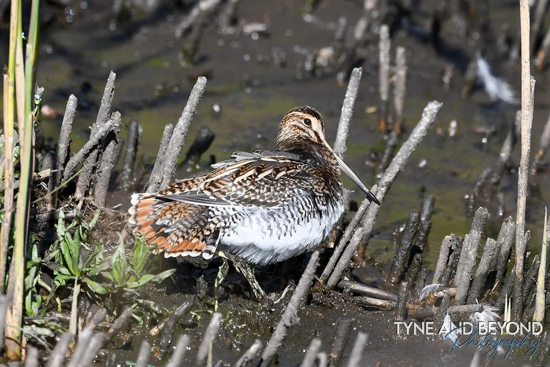Snipe showing off its tail feathers