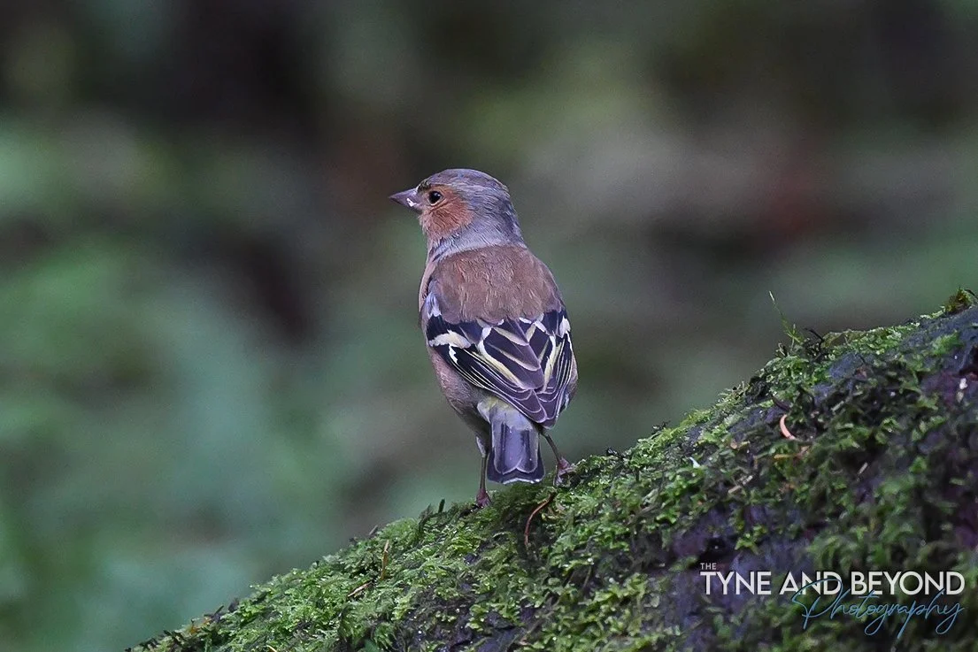 Woodland birds in the Galloway Forest