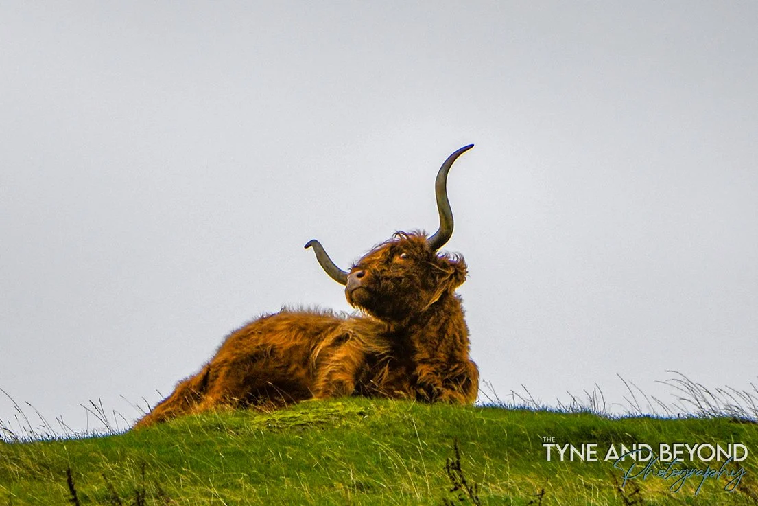 More of the Coos! @kitchencoosandewes