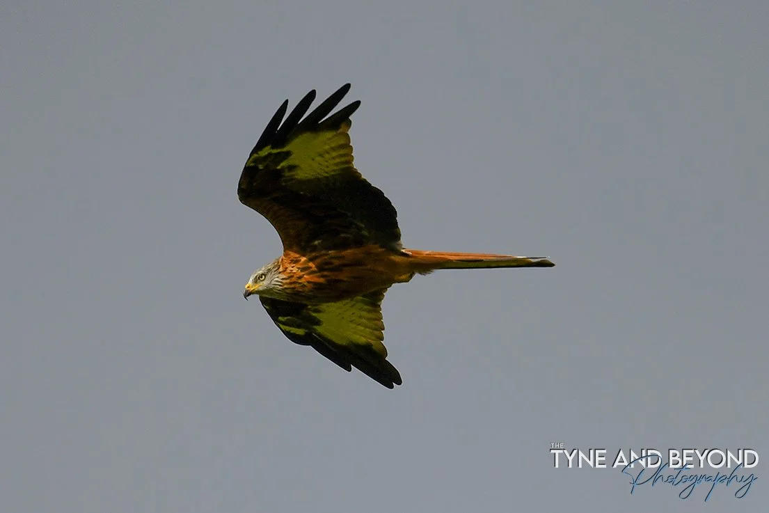 Red Kites at Lauriston, Dumfries and Galloway