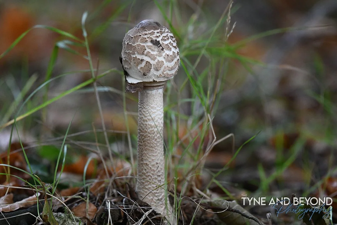 Some of the fungi I found in the Galloway Forest