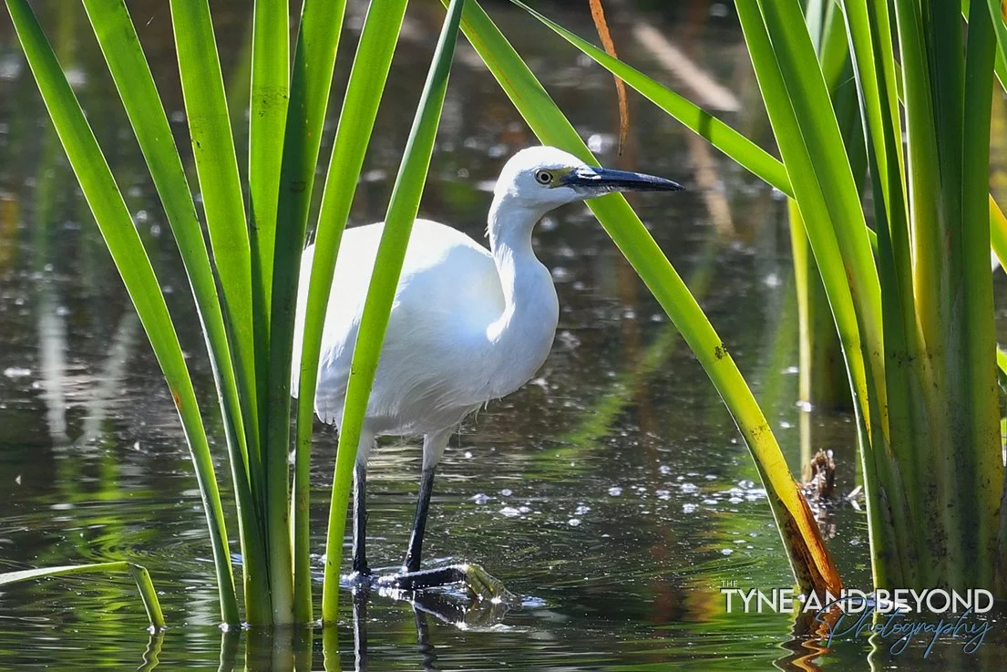 Little egret peeping out of the rushes