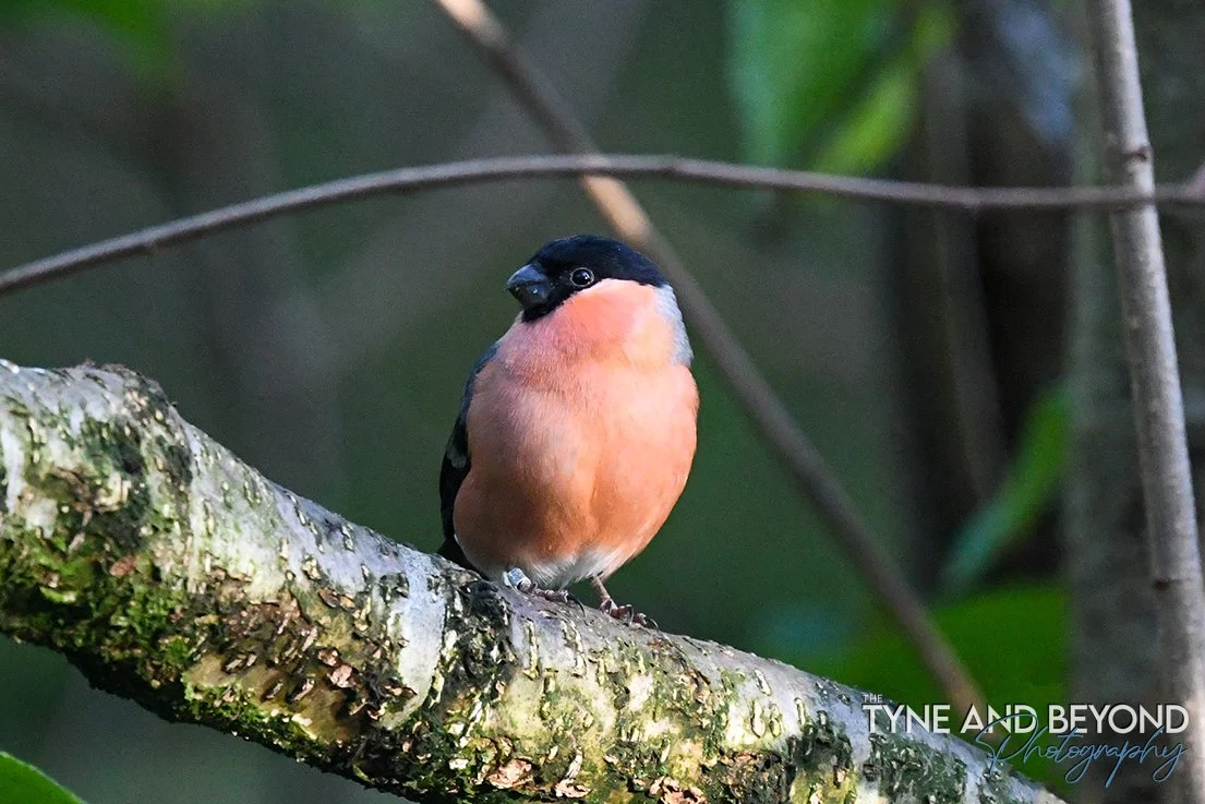 male bullfinch