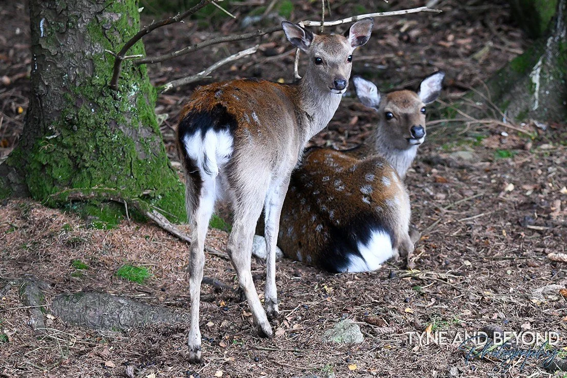 Young  deer still with their spots