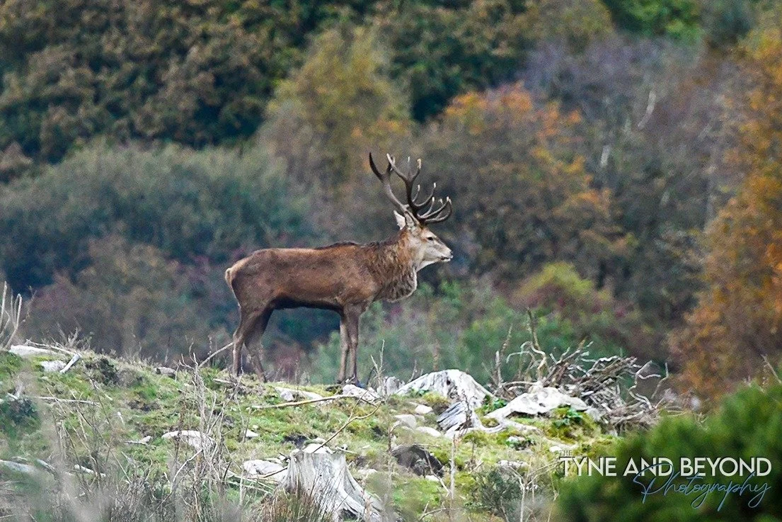 Red deer stag