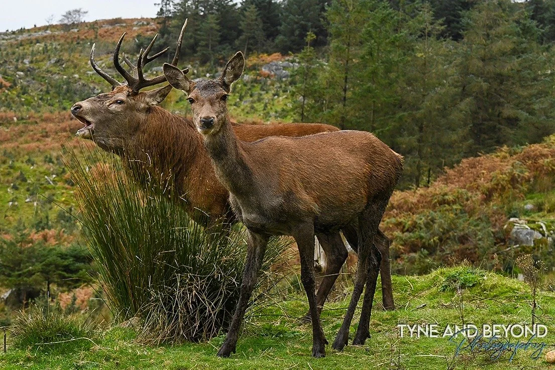 Mr and Mrs Red Deer