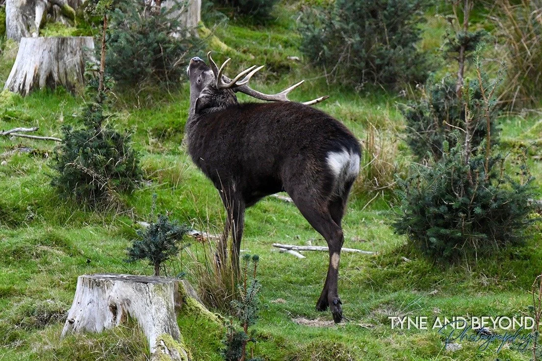 Sika deer stag in Dumfries and Galloway