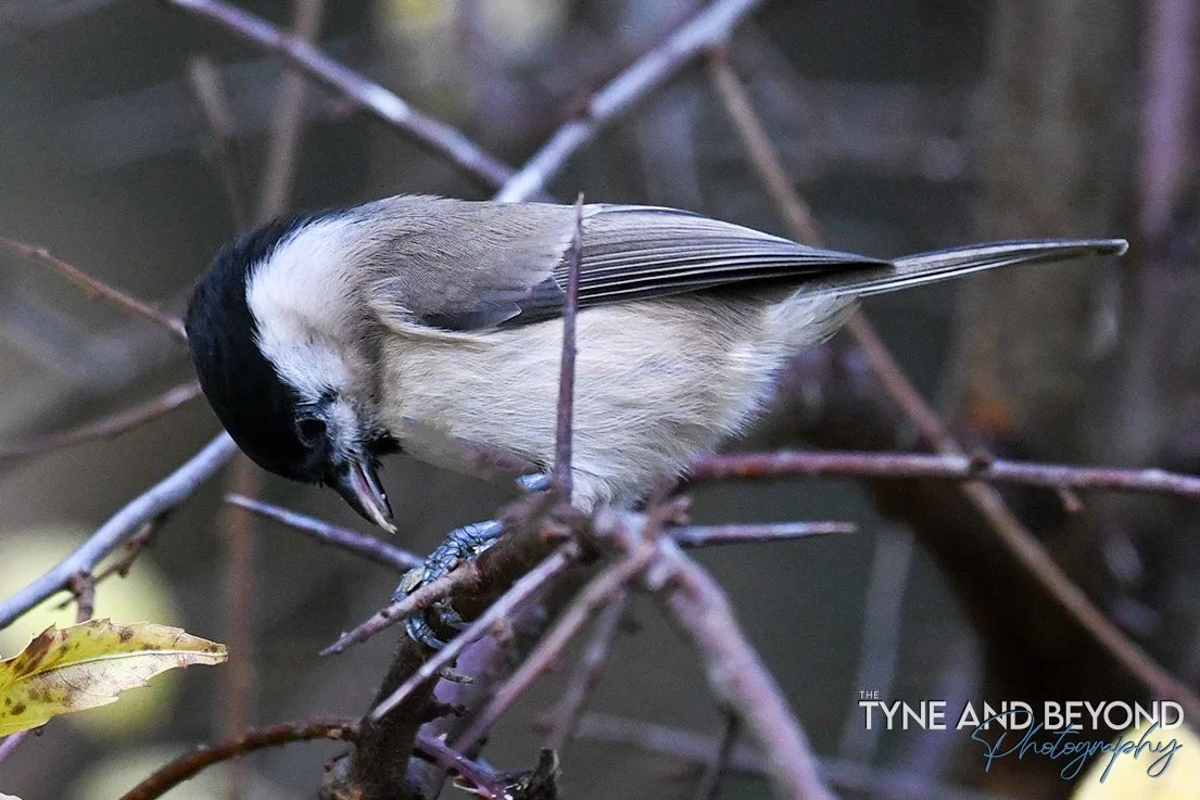 Marsh Tit