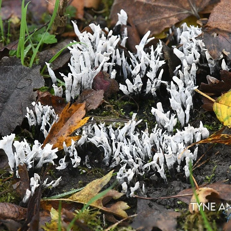 some of the fungi still showing at the Rising Sun Countryside Park