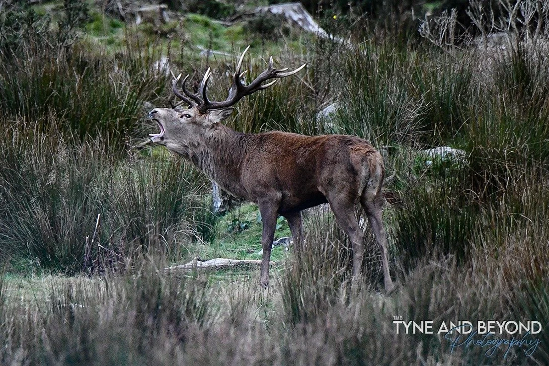The last of my deer photos from my trip to Dumfries and Galloway in October