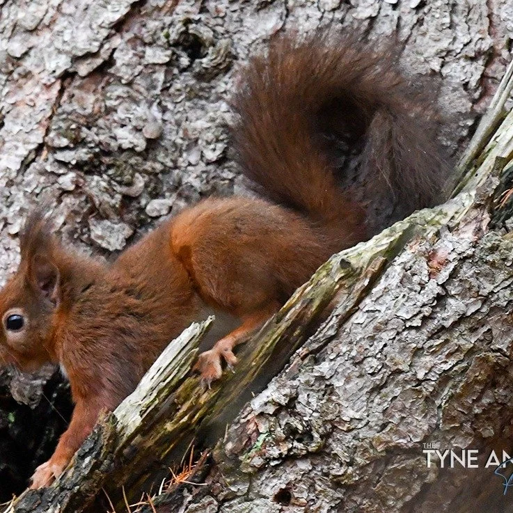Red squirrel on wooler common hiding nuts in the tree trunk!