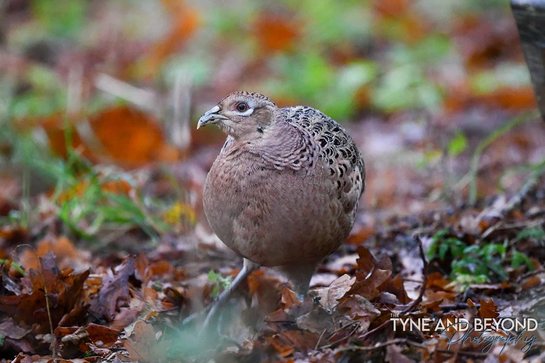 Female pheasant