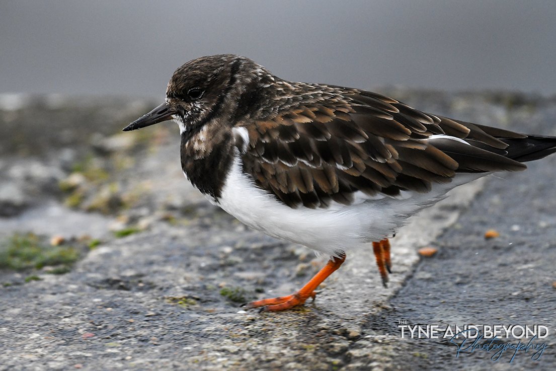Turnstone running around to keep warm on a very chilly South Shields pier!