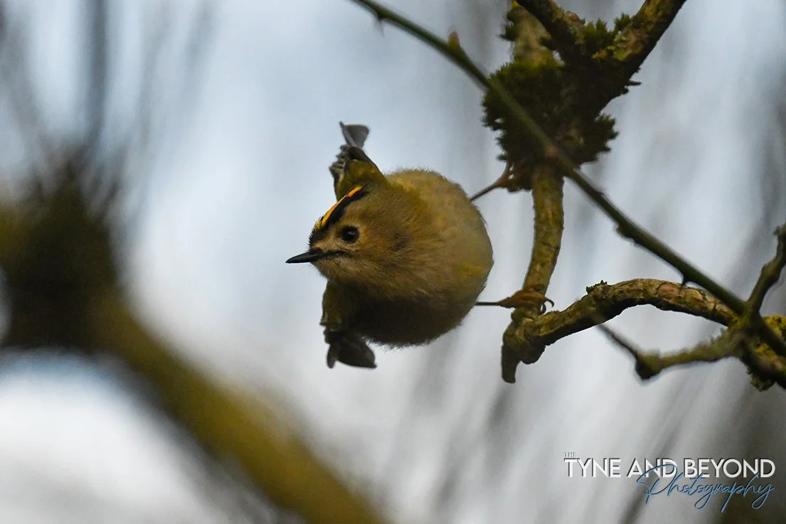 Goldcrest, our smallest bird, hopping between branches  looking for insects