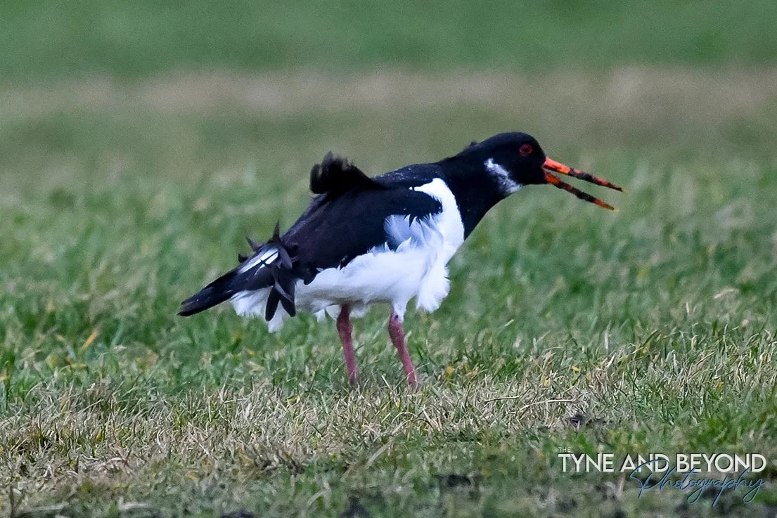 Oystercatchers battling the elements this afternoon on The Links at Whitley Bay