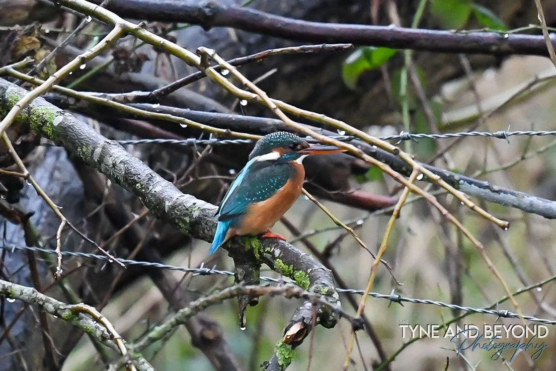 always good to see a kingfisher on a gloomy day!