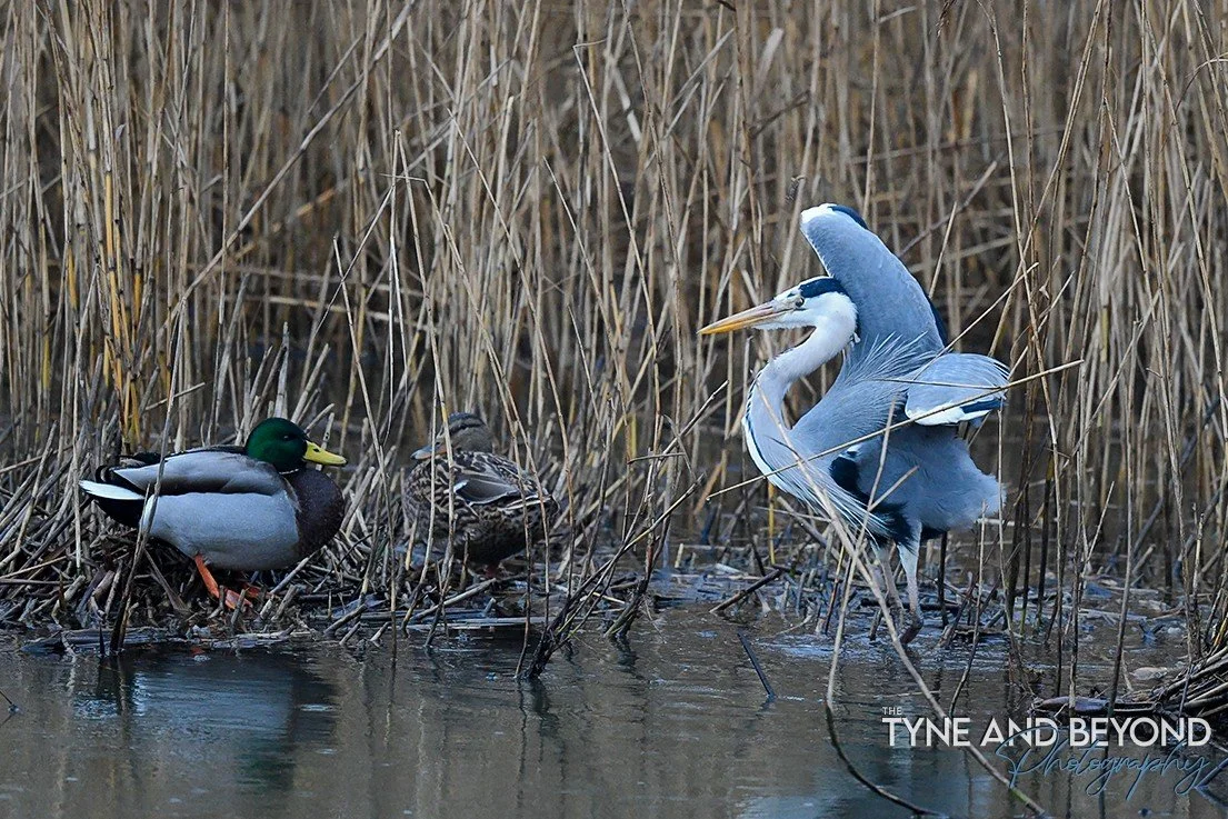 Don't look Mrs Duck, the heron is being dramatic!