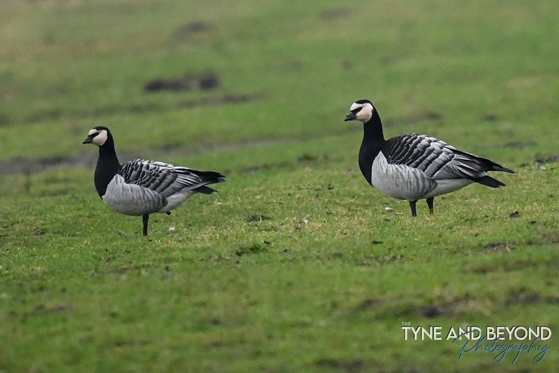 Barnacle geese at Saltholme