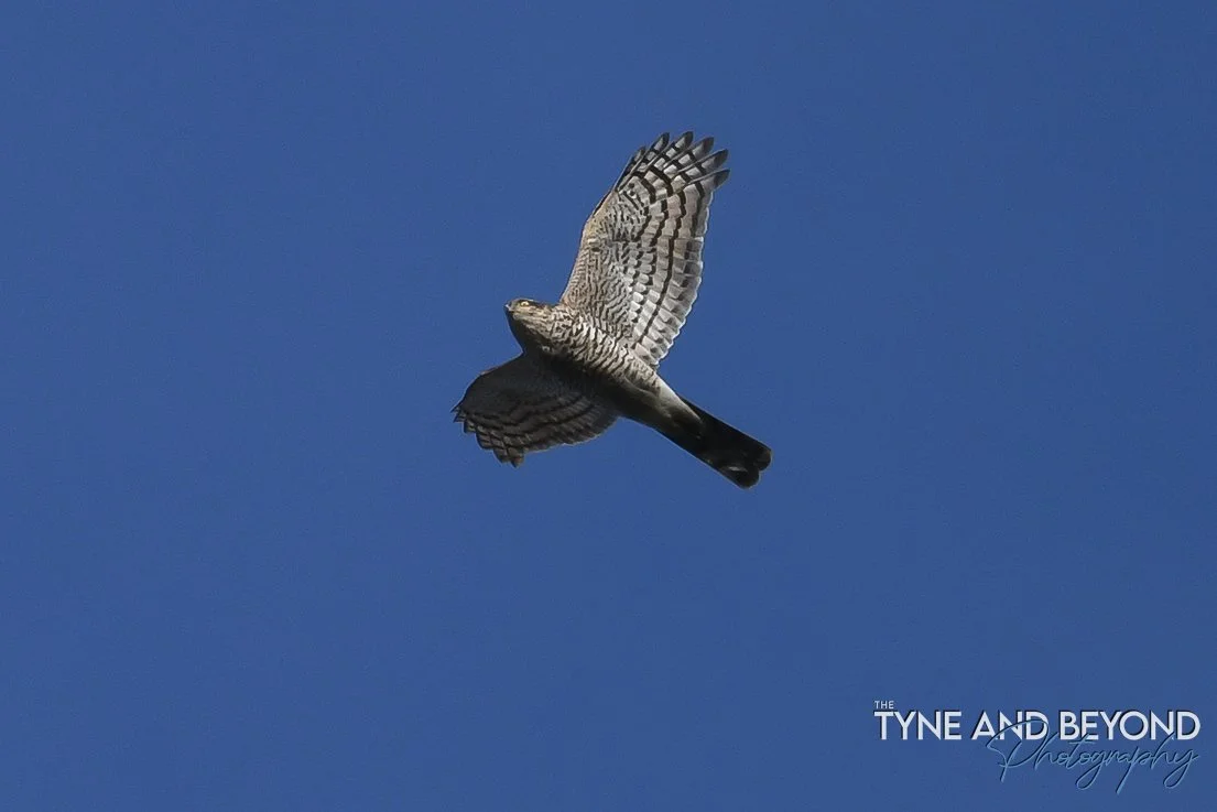 Sparrowhawk on the prowl